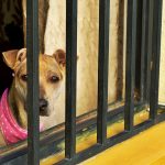 Tips To Assist Homeowners With Home Security Tips To Assist Homeowners With Home Security