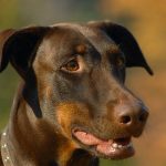 Fantastic Tips On How To Improve Your Home Security Fantastic Tips On How To Improve Your Home Security