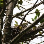 Keeping Safe With These Home Security Tips Keeping Safe With These Home Security Tips