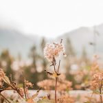 Unraveling The Secrets Of The Iphone: Tips And Tricks For Fans Of The Apple Device